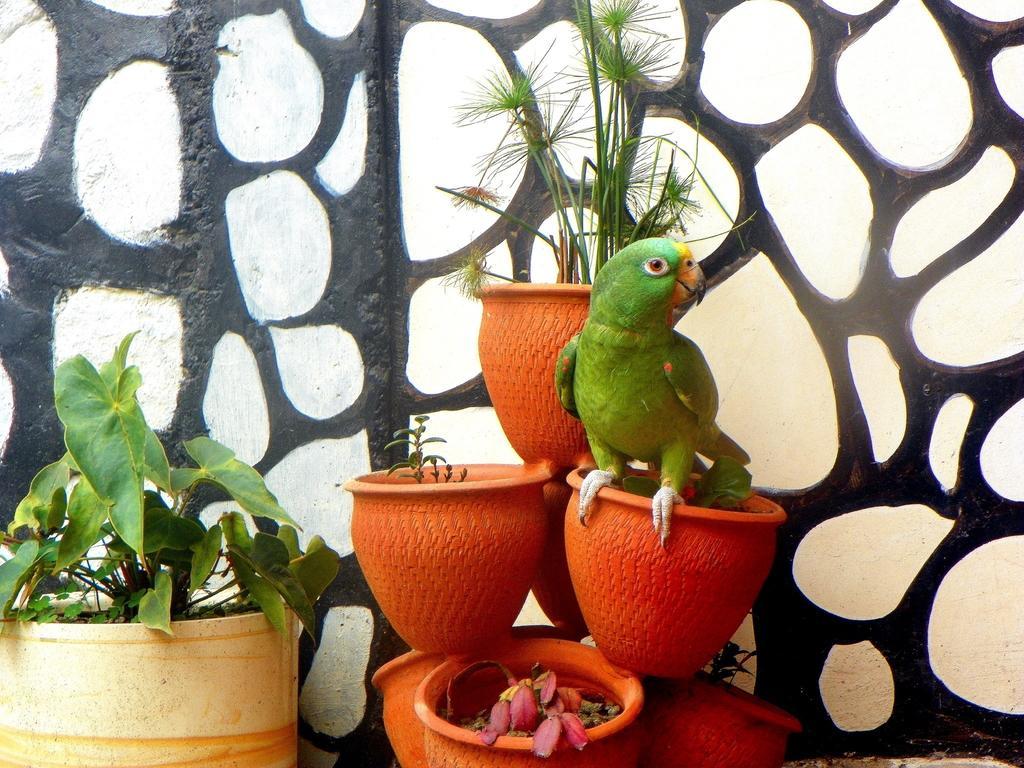 Posada Martha Tolima Salento Room photo